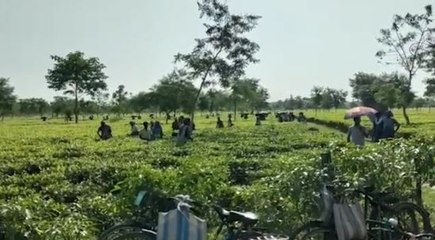 উত্তরবঙ্গের চা বলয়ের শ্রমিকদের প্রভিডেণ্ট ফাণ্ডের সমস্যা মেটাতে তৃণমূলের ধর্ণা অবস্থান কর্মসূচি