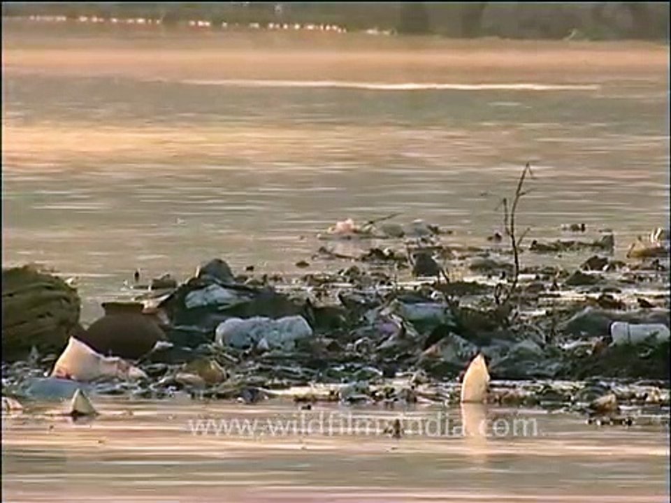 Egyptian Vulture loves to eat human waste and trash! video Dailymotion