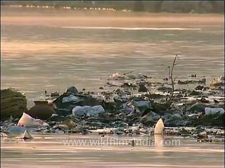 Egyptian Vulture loves to eat human waste and trash!