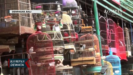 Dinkes Bali Imbau Faskes Waspada Flu Burung