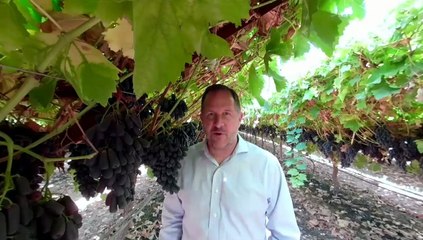 How Grape Cotton Candy Is Created