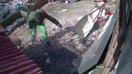 Eyüpsultan'da tavuk hırsızlığı güvenlik kamerasında