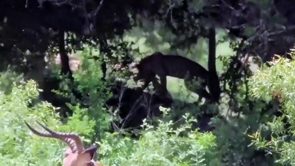 12 ライオンがヒョウを襲う!ヒョウは獲物をめぐる戦いでライオンに拷問されたときに痛みに苦しんでいます