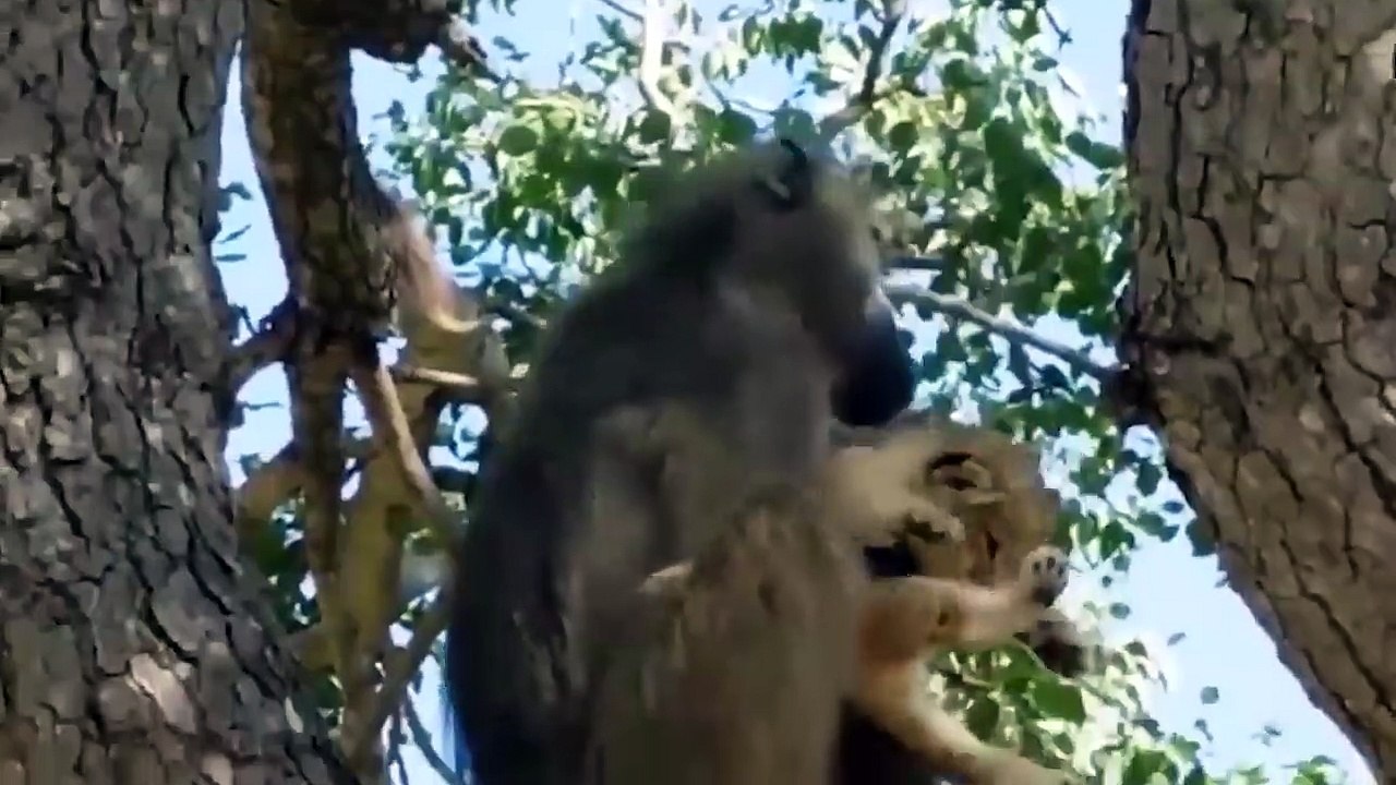 びっくり！怒ったヒヒはライオンの家族を死に至らしめる