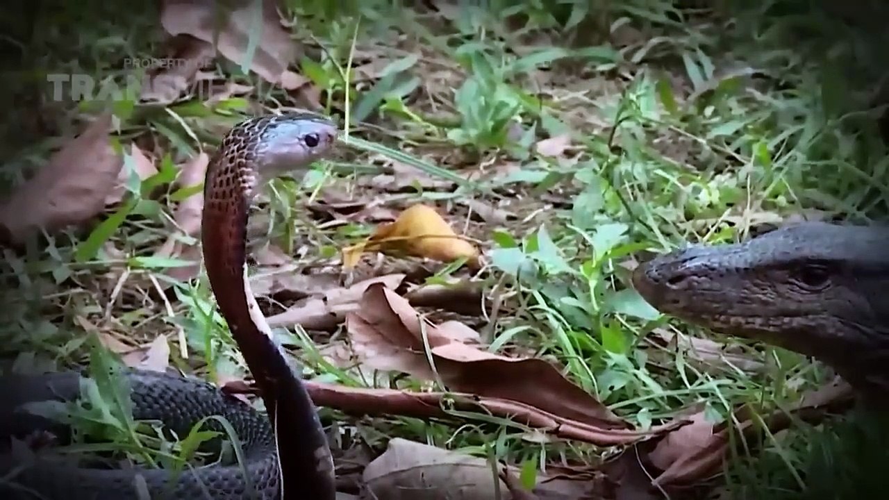サバイバルバトル！キングコブラは巨大なトカゲと最後に戦うために必死です - 野生動物の攻撃