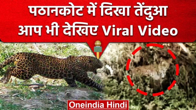 Pathankot के धार में दिखा Leopard Cub , मची अफरा तफरी | वनइंडिया हिंदी  #Shorts - video Dailymotion
