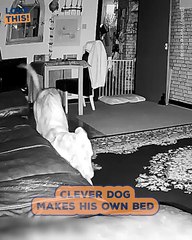 Sleepy dog makes its own bed!!