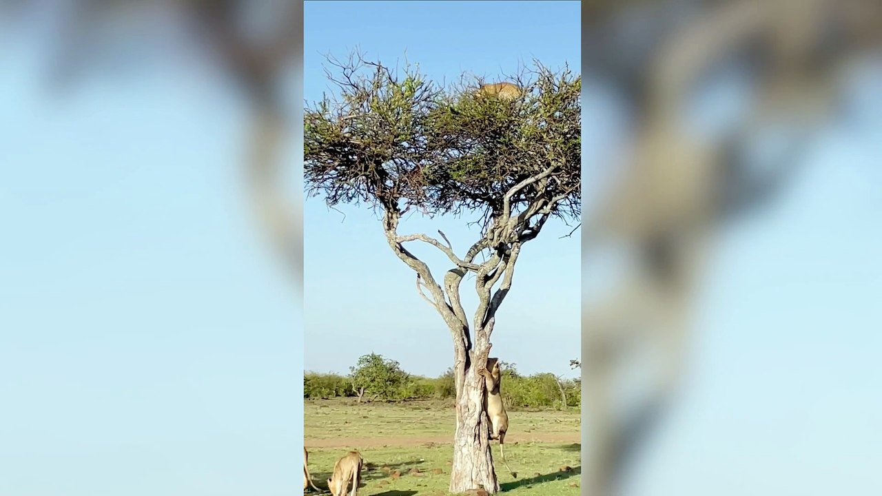 Leopard mum unhappy about being trapped up a tree by a lion - so she pooped on it