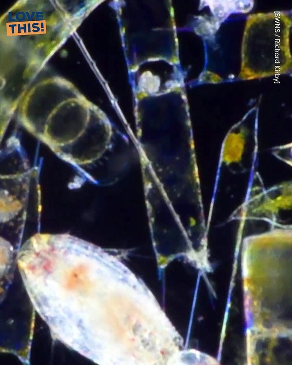 Micro Sea Creatures: Exploring the Fascinating World of Underwater Life