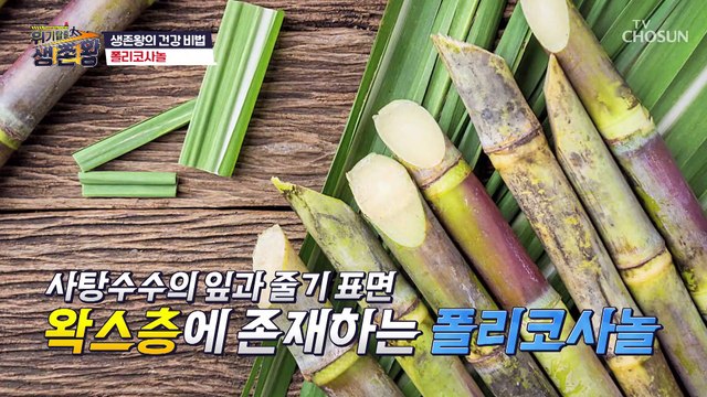 식약처에서도 혈관 건강 개선 기능성을 인정한 효자템❣ TV CHOSUN 230228 방송