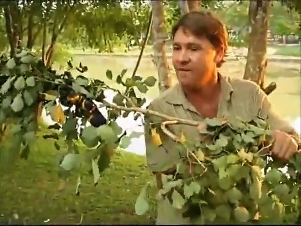 The crocodile hunter - ep40 hd watch