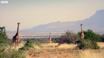 Cheetahs Enter Stealth Mode  - The Cheetah Family & Me - BBC Earth