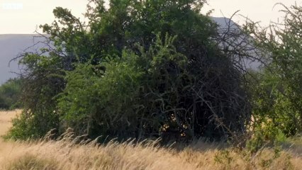 Hungry Cheetah Cubs Need To Eat - The Cheetah Family & Me - BBC Earth
