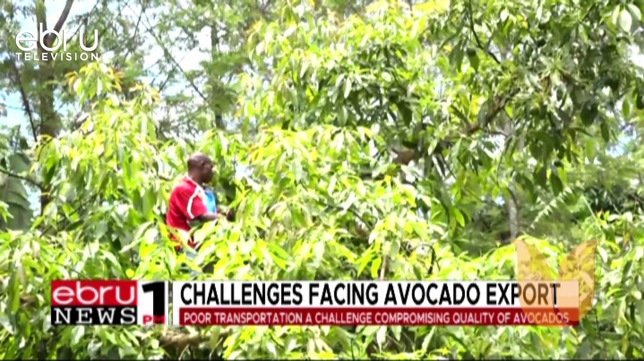 Challenges Facing Avocado Export