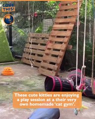 Cats Gym: Feline Fitness and Fun