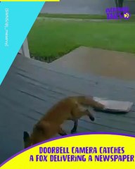 Fox Delivers Mail: A Clever and Adorable Messenger