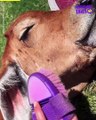 Cute Cow Gets Pampered: A Relaxing Spa Day