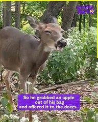 Man Feeds Wild Deer: A Serene and Beautiful Encounter