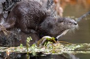 Otter terrorises Somerset village