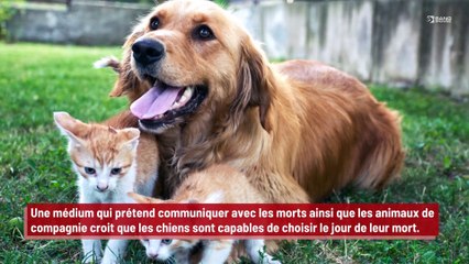 Une médium prétend que les chiens choisissent quand et où ils vont mourir !
