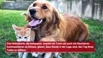 Hellseherin: Hunde wählen, wann und wo sie sterben