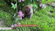 Baby beaver surprises with dam building skills