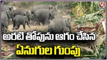 Group Of Elephants Damage Crops In Chittoor District _ AP _ V6 News