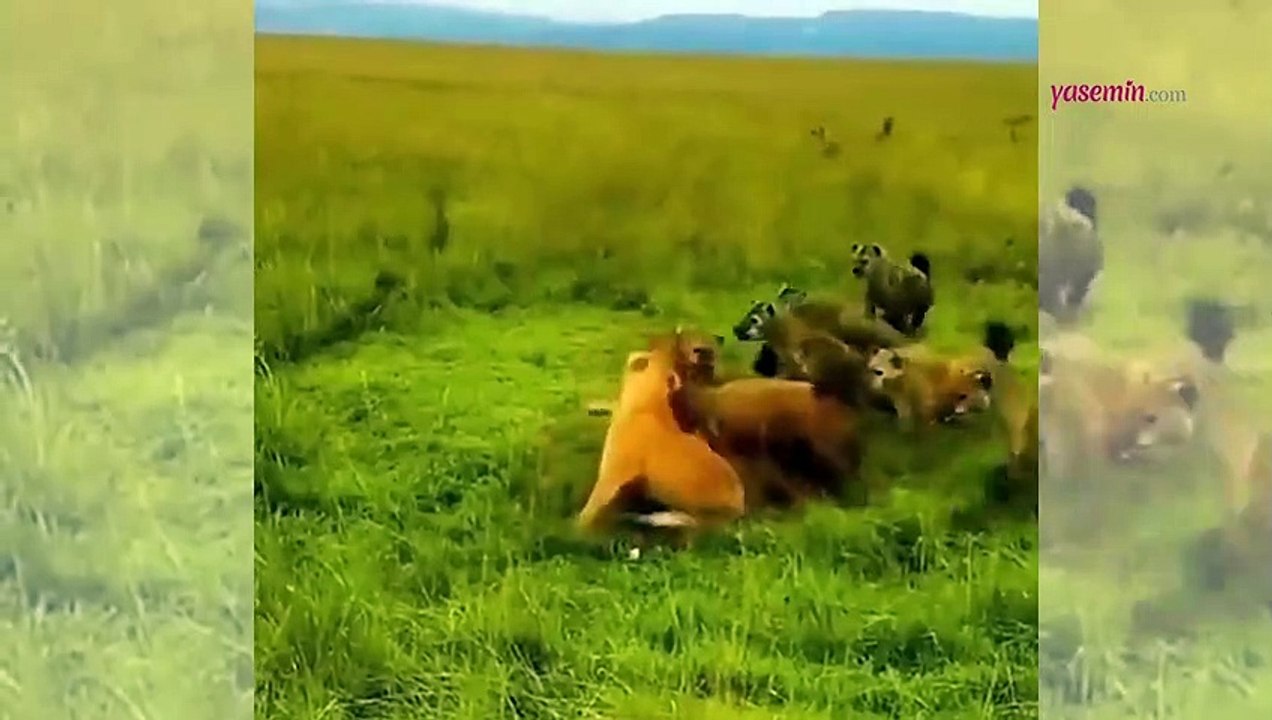 Ormanların Kralı sırtlanlardan son anda kurtuldu! Vahşi doğada...