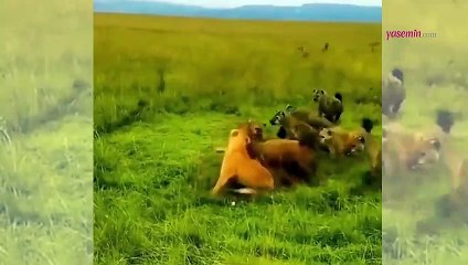 Ormanların Kralı sırtlanlardan son anda kurtuldu! Vahşi doğada...