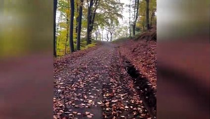 Funny animals - Funny cats _ dogs - Funny animal videos 255