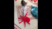 Most Funniest Animal Video with ll Mothers Love Kitten II