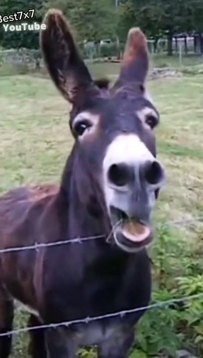 had_to_add_in_some_old_videos_#fyp_#viral_#animals_#funny_#cute_