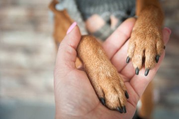 Sabías Qué Las Patas De Los Perros Están Más Limpias Que Los Zapatos De Sus Dueños