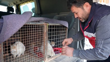 شاهد: من بين الأنقاض.. متطوعون ينتشلون الحيوانات في سوريا