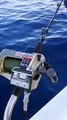 Totano gigante di oltre 8 kg catturato a Lipari, pesca record