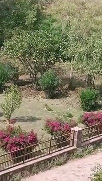 जोन दो व तीन नजर आए बाघ- बाघिन
