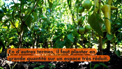 Comment réaliser son potager en permaculture ?