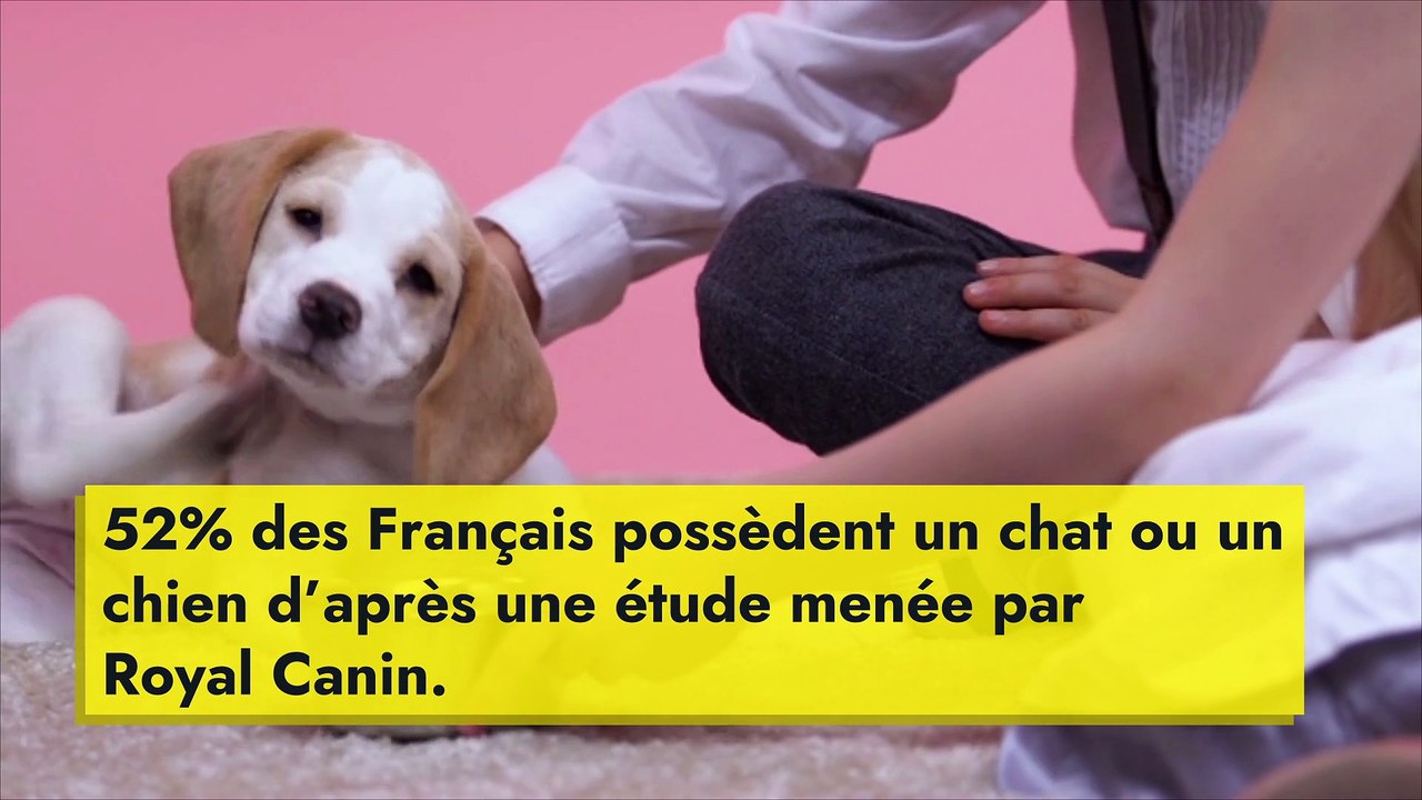 Animaux de compagnie : les gestes écolos à adopter