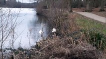 Swans on Tilgate Lake, Crawley