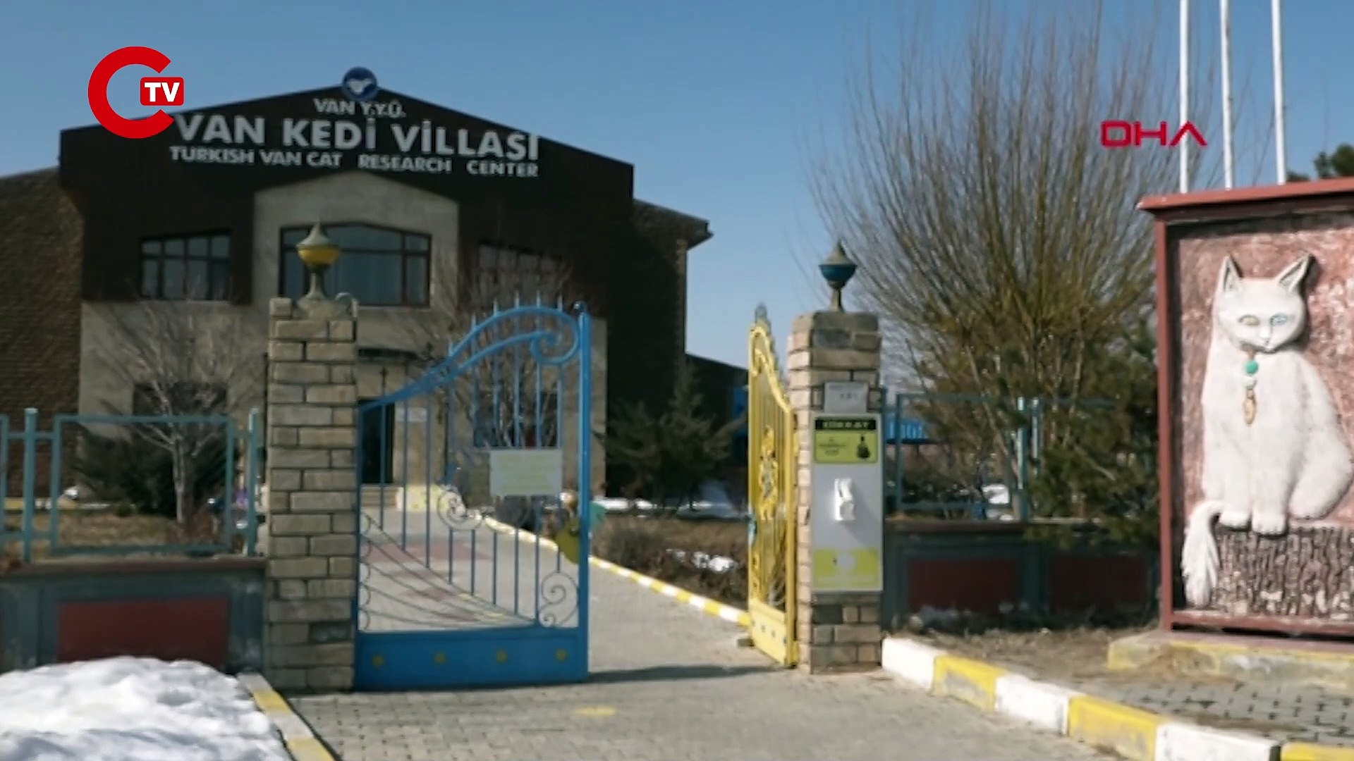 ⁣Depremzede Van kedileri, Van Kedi Villası'nda