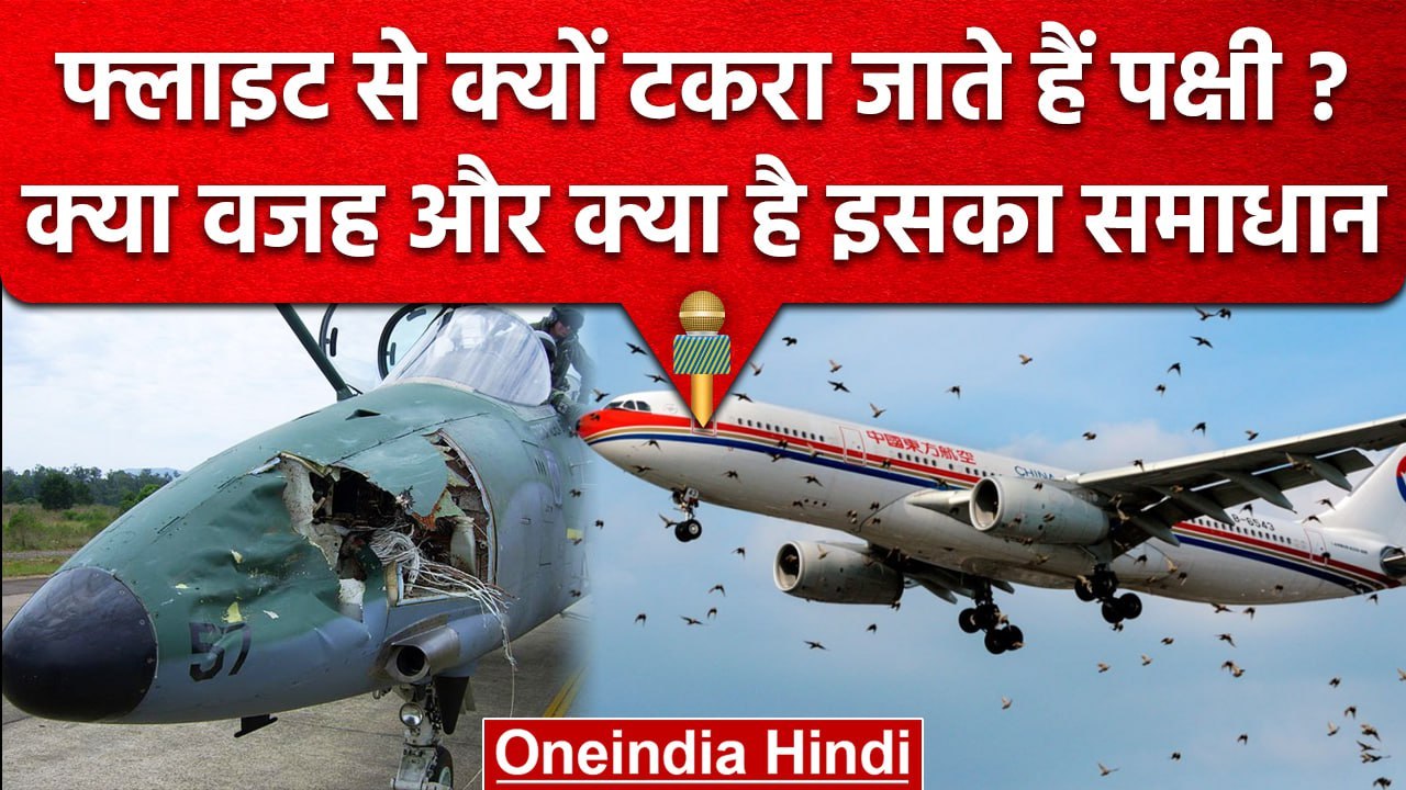 Bird Hit Planes: Flights से Birds क्यों टकराते हैं, ऐसी स्थिति में क्या करें Pilots | वनइंडिया हिंदी