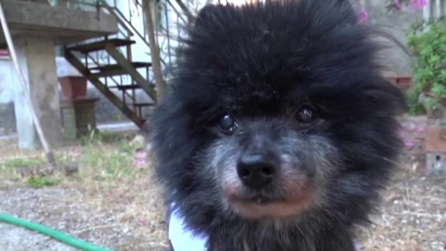 È morto il cane più vecchio del mondo, aveva 24 anni