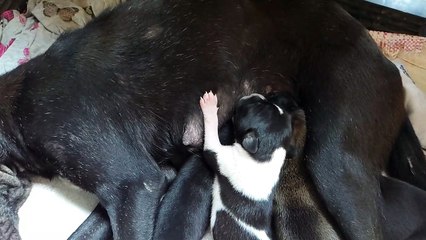 Mother dog nursing puppies