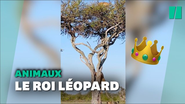 Cette maman léopard a trouvé la meilleure technique pour se débarrasser d’un lion