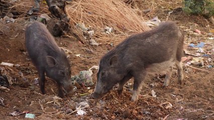 Cinghiali, danni all'agricoltura per 120 milioni