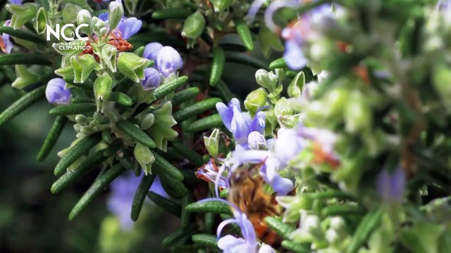 Reporte Climático 77 | Polinizadores y cambio climático