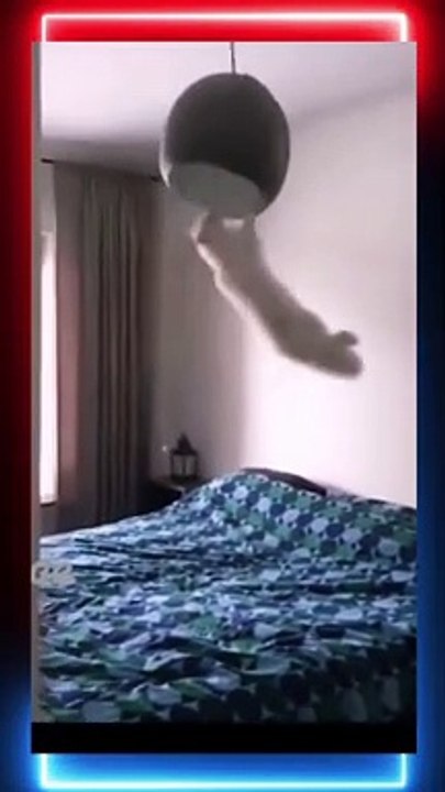 Wow So Cute - Funniest Cats and Dogs So Funny Animals ? Funniest Cats and Dogs ? Try not to laug...