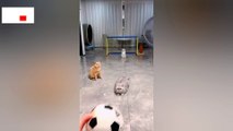 Cat Playing Football‍⬛#catvideos #football #catshorts #cat #fifaworldcup #nature #naturelovers #shorts #reels #bts #statues #viral #inspiresemotions  ❤️ Inspires Emotions ❤️   cat video, cat videos, cat videos for kids, cat video short, funny cat vi