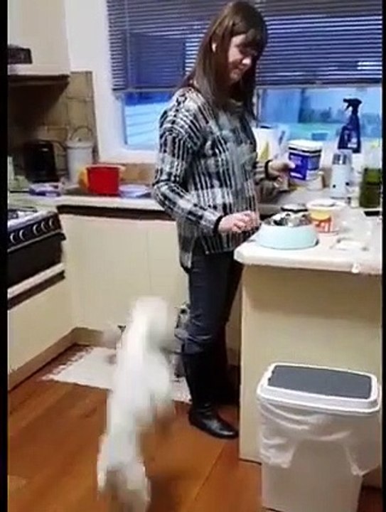 Funny animals