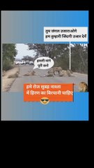 Animals are on road asking for help | शेरों ने क्यों रोक रखा है रास्ता ? इंसानों की भाषा में जानवर सिखाएंगे सबक